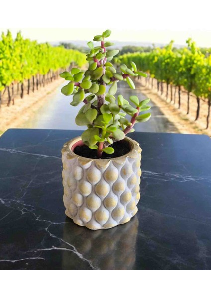 Mini Bonsai Para Ağacı Dekoratif Mini Taşsaksıda fiyatları