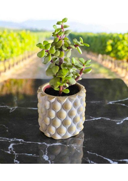 Mini Bonsai Para Ağacı Dekoratif Mini Taşsaksıda modelleri