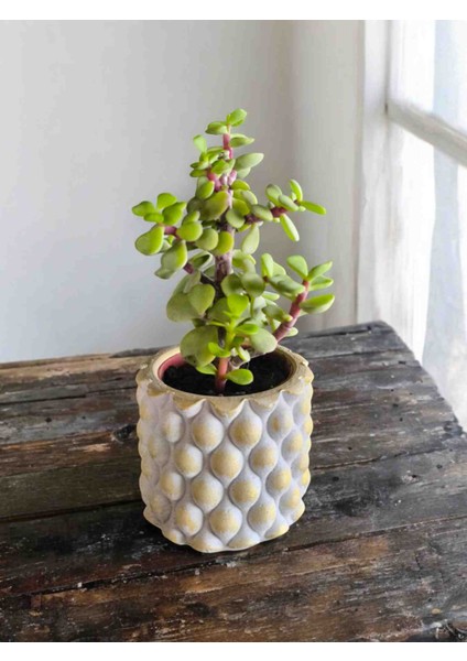 Mini Bonsai Para Ağacı Dekoratif Beton Saksıda