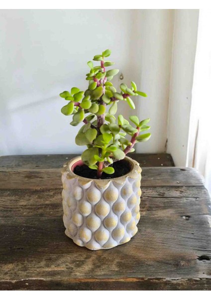 Mini Bonsai Para Ağacı Dekoratif Beton Saksıda fiyatları