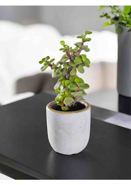Mini Bonsai Para Ağacı Dekoratif Beton Saksıda Vvas fiyatları