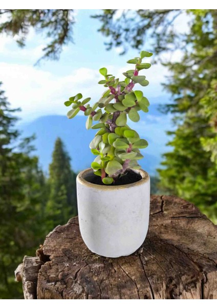Mini Bonsai Para Ağacı Dekoratif Beton Saksıda Vvas fırsatları