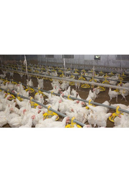 Su Bazlı Alkolsüz (Hipokloröz) Veteriner Alanı Dezenfektanı 5 Litre Konsantre fiyatları