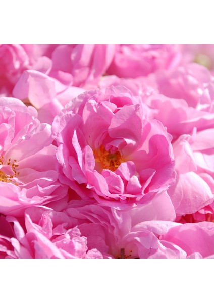 Rose Extract