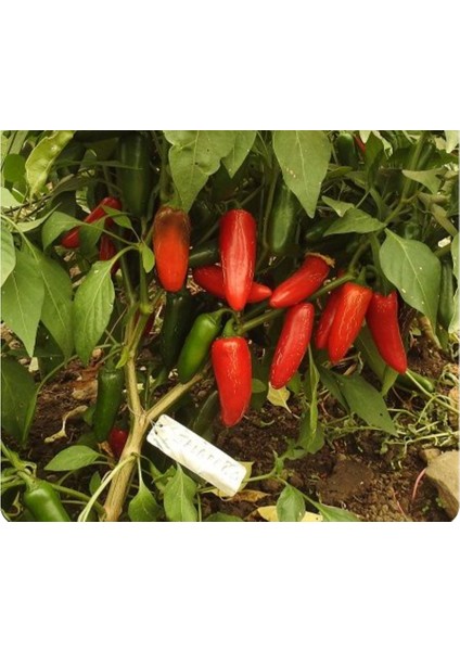 İthal Jalapeno Kırmızı Acı Meksika Biberi Tohumu 5 Adet fiyatları