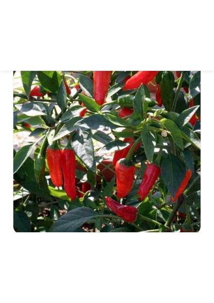 İthal Jalapeno Kırmızı Acı Meksika Biberi Tohumu 5 Adet fırsatları