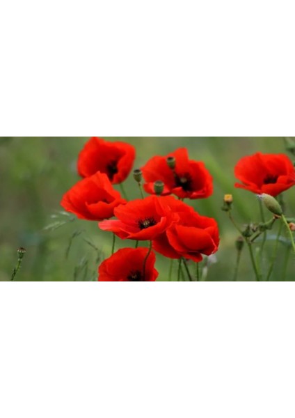 Kırmızı Gelincik Çiçeği Tohumu 250 Adet