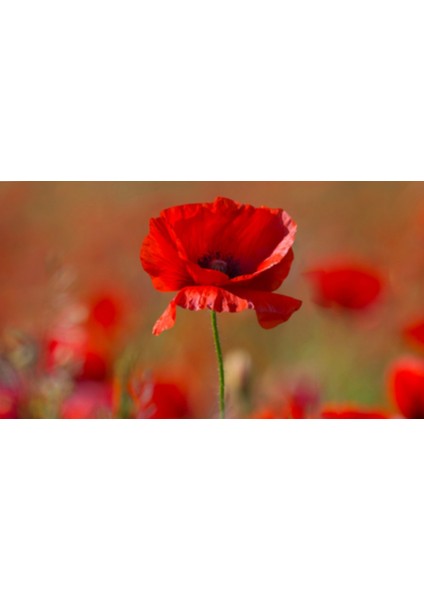 Kırmızı Gelincik Çiçeği Tohumu 250 Adet fiyatları