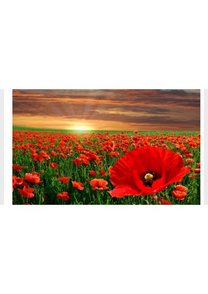 Kırmızı Gelincik Çiçeği Tohumu 250 Adet modelleri