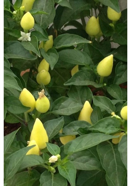 Misket Biberiye Biber Tohumu 5 gr fiyatları