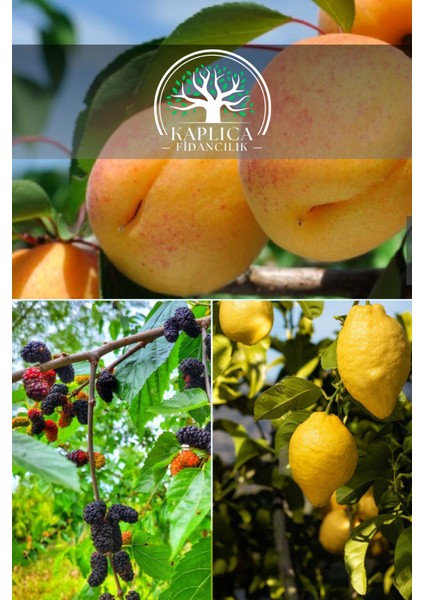 3 Adet Meyve Fidanı Kayısı , Kara Dut ve Limon 3 Yaş
