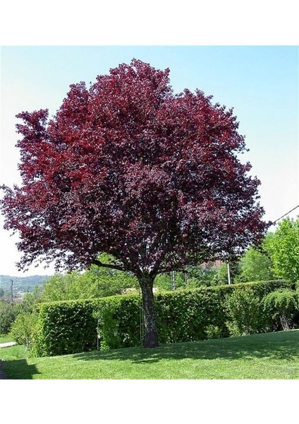 60-100 cm Boyunda Süs Eriği Fidanı (Prunus Cerasifera 'nigra') - Zarif ve Renkli