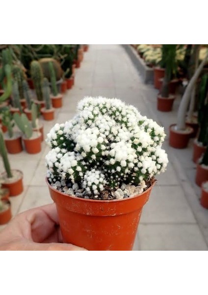 Mammillaria Gracilis 'Oruga' - Kartopu Kaktüsü