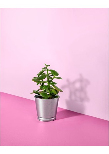 Bıntje Saksı Galvanizli 9 cm 80334127