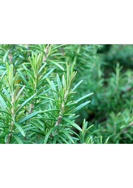 Biberiye [rosmarinus Officinalis - Rosmary] 20-30 cm