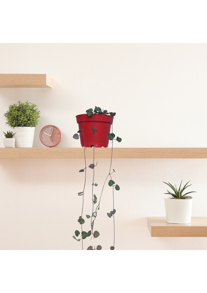 Kalp Kalbe Karşı Çiçeği (Ceropegia Woodii) - Kırmızı Saksılı fiyatları