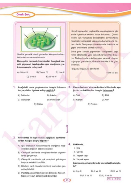 Karekök Yayıncılık Ayt Biyoloji Sıfır Konu Anlatımlı Soru Bankası (Biyoloji Dersim Sıfır Diyenlere)