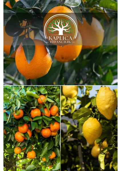 3 Adet Meyve Fidanı Portakal , Mandalina ve Limon 3 Yaş