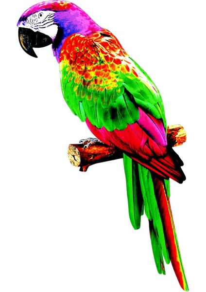 Papağ Figürleri Kuş Heykel Ev Süsleme B (Yurt Dışından) fiyatları