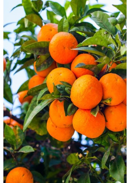 6 Adet Meyve Fidanı Şeftali , Mandalina , Badem , Kırmızı Erik , Kara Dut ve Limon 3 Yaş