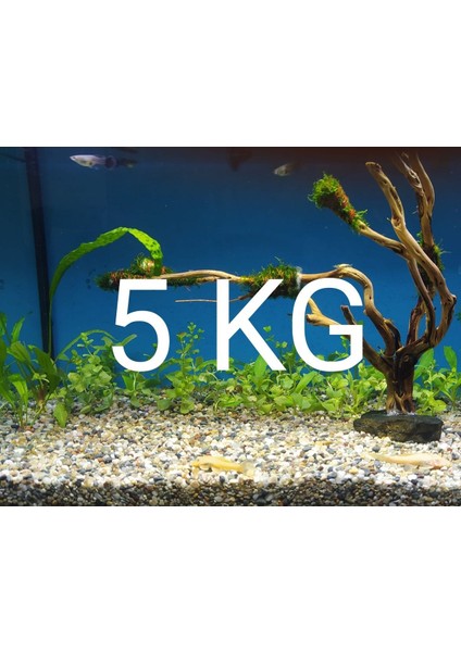 Akvaryum Bitki Kumu Dere Kumu 5 kg fiyatları