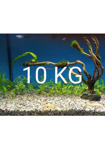 Akvaryum Bitki Kumu Dere Kumu 10 kg