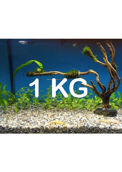 Akvaryum Bitki Kumu Dere Kumu 1 kg