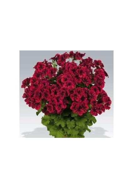 Parlak Kırmızı Canan Sardunya Fidesi Pelargonium Aristo 10-20 cm