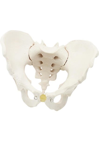 Pelvis Şim Öğ I (Yurt Dışından) fiyatları