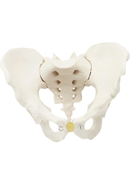 Pelvis Şim Öğ I (Yurt Dışından) modelleri