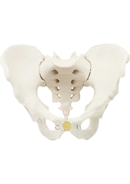 Pelvis Öğ I Şim Kalça (Yurt Dışından)