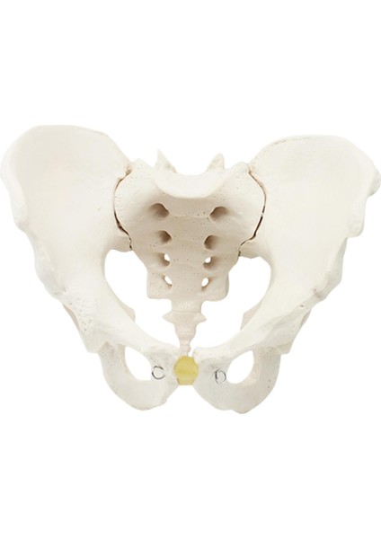 Pelvis Öğ I Şim Kalça (Yurt Dışından) fırsatları