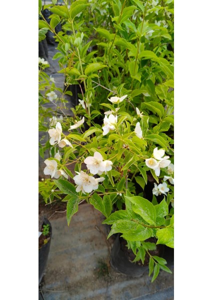 Filbahri Fidanı fiyatları