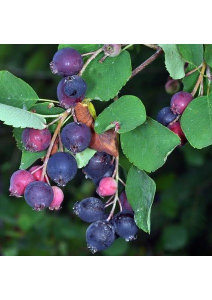 Saskatoon Berry Northline 30 cm Saksılı