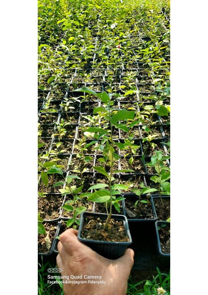 Güz Zeytini-Güz Yemişi Kırmızı 20 cm Saksılı fiyatları