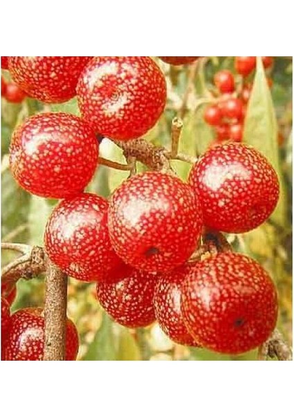 Güz Zeytini-Güz Yemişi Kırmızı 60 cm Saksılı