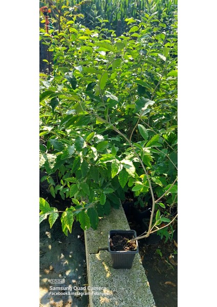 Güz Zeytini-Güz Yemişi Kırmızı 60 cm Saksılı fiyatları