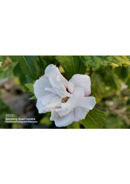 Ağaç Hatmi Hibiscus Sinensis Tüplü Beyaz 60 cm