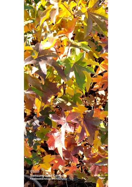 Amerikan Sığla Ağacı Liquidambar Styraciflua