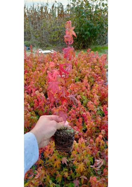 Japon Akçaağacı 80-100 cm