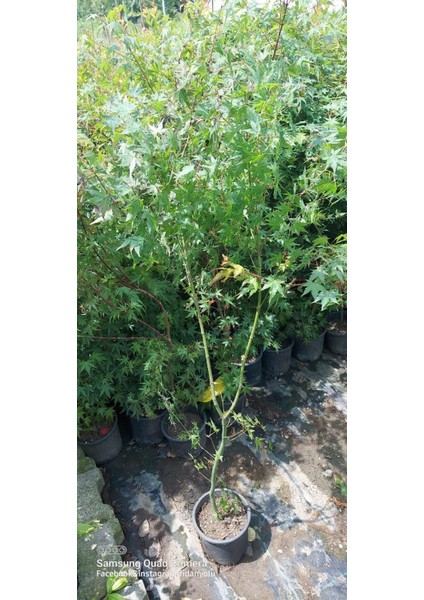 Japon Akçaağacı 80-100 cm