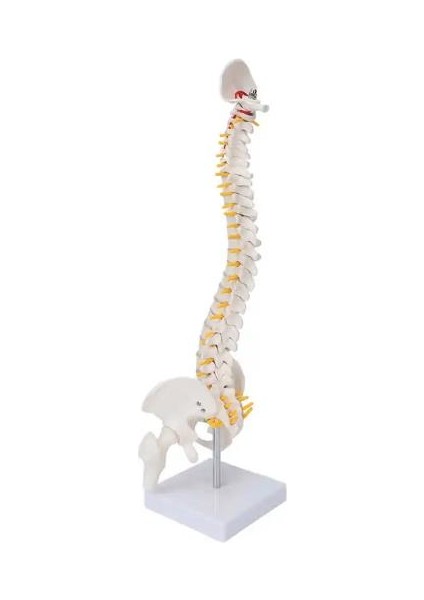 Esnek Omurga 45CM Spinal Sütun Vertebral Lomber Eğrisi Tıbbi Anatomik Model