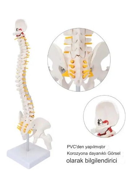 Esnek Omurga 45CM Spinal Sütun Vertebral Lomber Eğrisi Tıbbi Anatomik Model