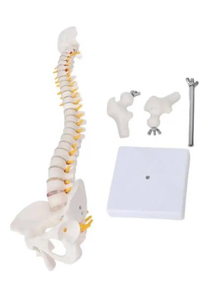 Esnek Omurga 45CM Spinal Sütun Vertebral Lomber Eğrisi Tıbbi Anatomik Model