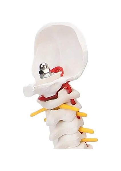 Esnek Omurga 45CM Spinal Sütun Vertebral Lomber Eğrisi Tıbbi Anatomik Model