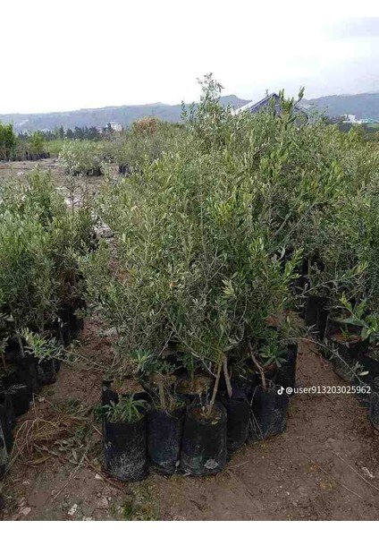 Gemlik(Trilye) Zeytin Fidani