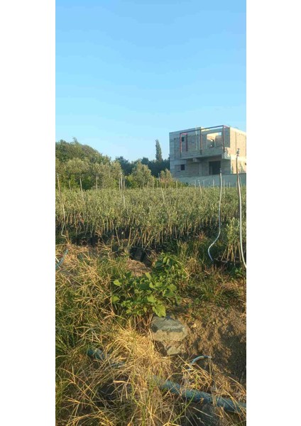 Gemlik(Trilye) Zeytin Fidani fiyatları