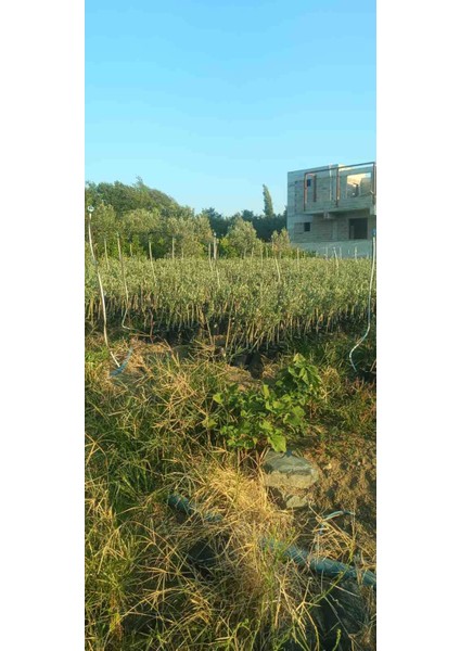 Gemlik(Trilye) Zeytin Fidani modelleri