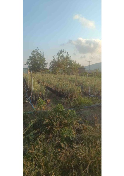 Gemlik(Trilye) Zeytin Fidani fırsatları