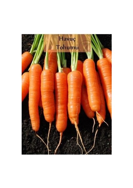 Havuç Tohumu 1 Paket Nantes Havuç Tohumu Kapalı Paket Yüksek Verimli Tohum Carrot fiyatları